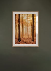 Poster with a photograph of a golden autumn forest-8