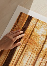 Poster with a photograph of a golden autumn forest-9