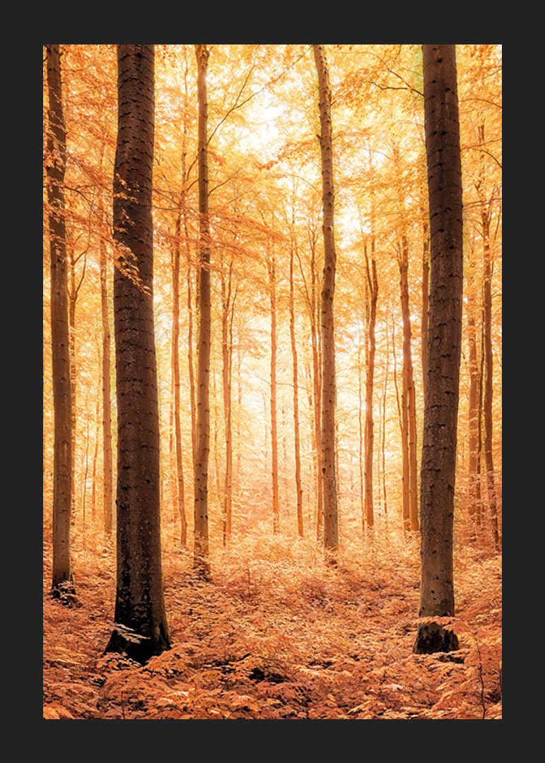 Poster with a photograph of a golden autumn forest-12