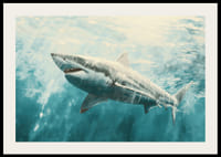 En plakat av en majestetisk hvithai som svømmer gjennom de sollyse dypet-2