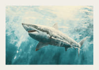 En plakat av en majestetisk hvithai som svømmer gjennom de sollyse dypet-3