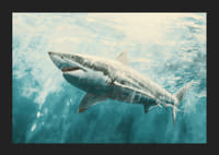 En plakat av en majestetisk hvithai som svømmer gjennom de sollyse dypet-5