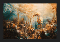 En plakat av en gyllen sjøhest som flyter gjennom et solbelyst undervannslandskap-5