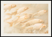 Plagát s mäkkými zlatými rybkami v pohybe, ktorý vytvára pocit pokoja a rovnováhy.-2