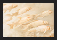 Plagát s mäkkými zlatými rybkami v pohybe, ktorý vytvára pocit pokoja a rovnováhy.-5