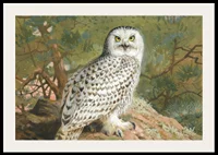 A Female Snowy Owl By Archibald Thorburn-4