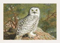 A Female Snowy Owl By Archibald Thorburn-5