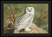 A Female Snowy Owl By Archibald Thorburn-6