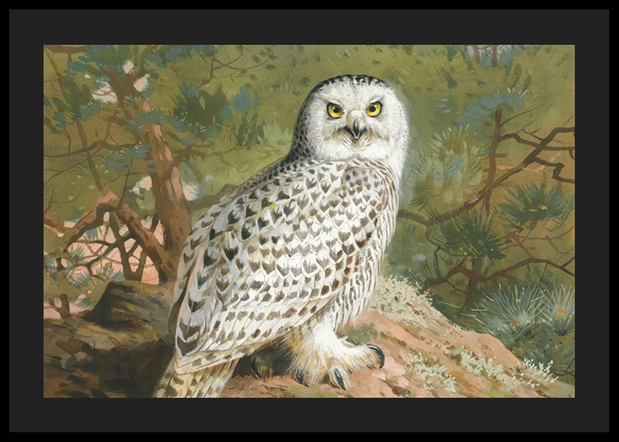 A Female Snowy Owl By Archibald Thorburn-12