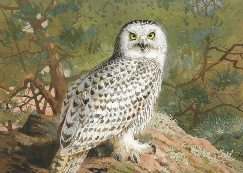 Een vrouwelijke sneeuwuil door Archibald Thorburn-12