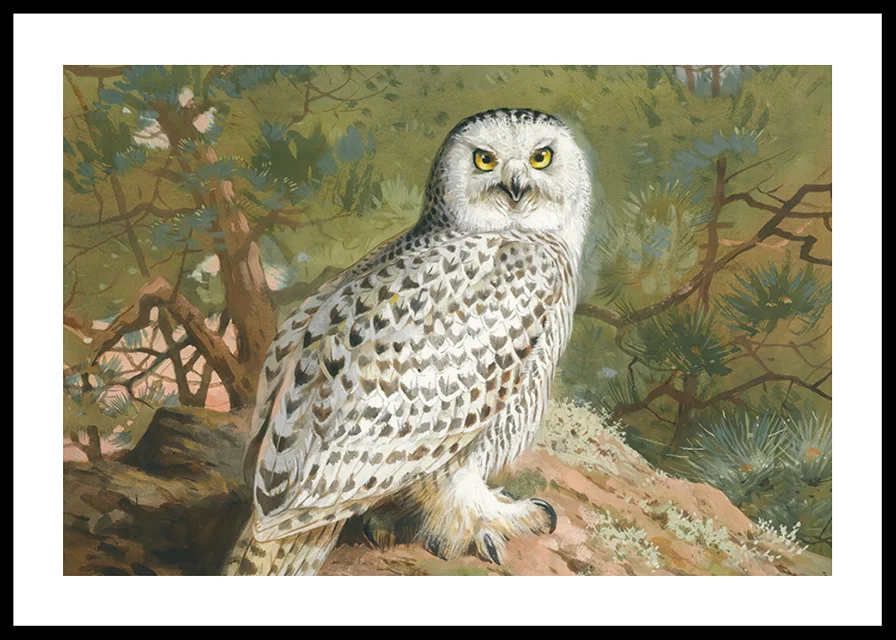 A Female Snowy Owl By Archibald Thorburn-12