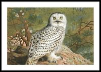 Een vrouwelijke sneeuwuil door Archibald Thorburn-0