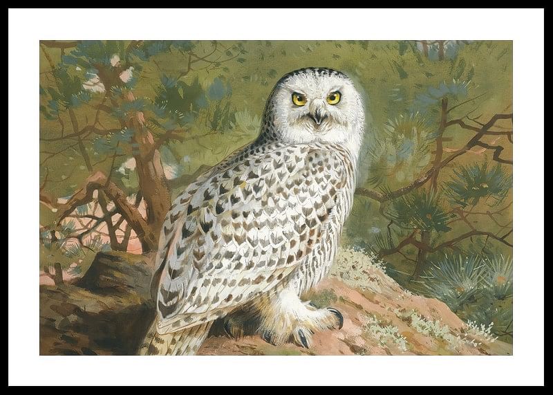 Een vrouwelijke sneeuwuil door Archibald Thorburn-12