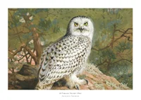 A Female Snowy Owl By Archibald Thorburn-1