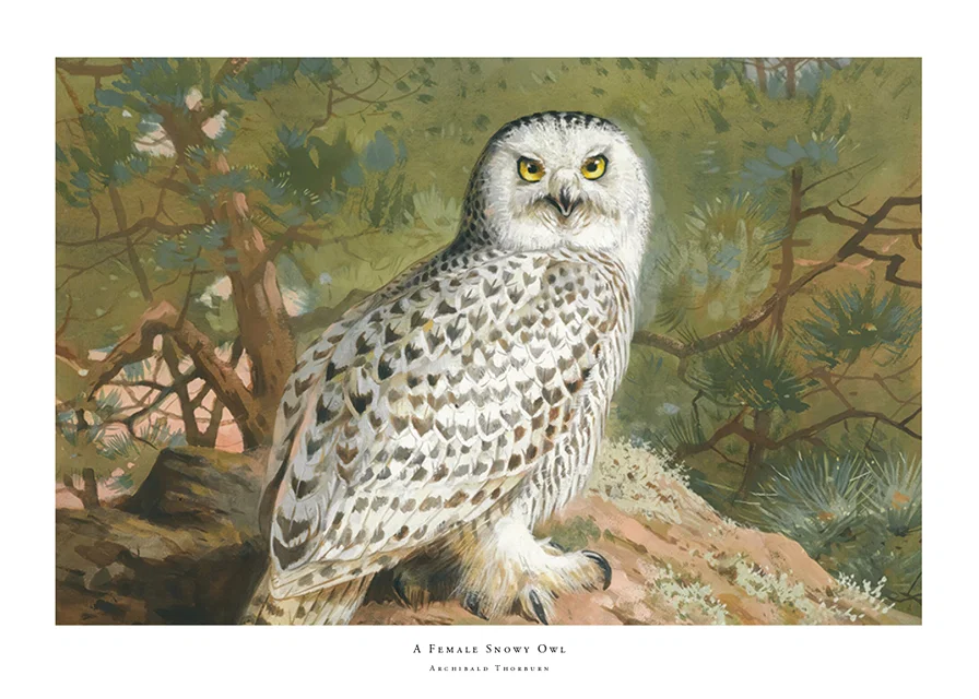 A Female Snowy Owl By Archibald Thorburn-12