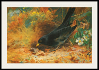 Blackbird By Archibald Thorburn-4
