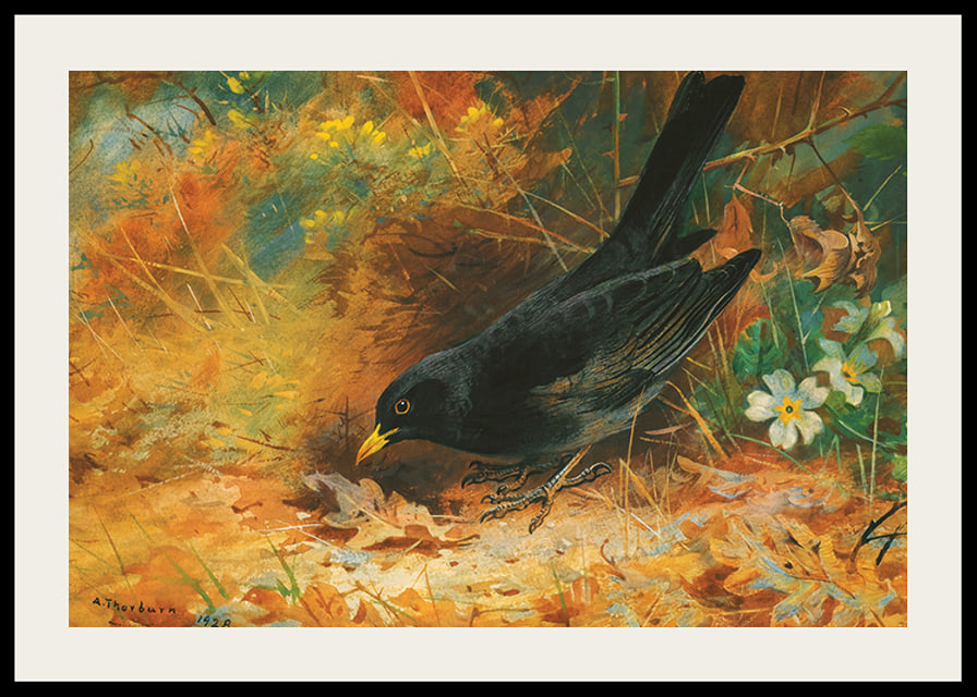 Blackbird By Archibald Thorburn-12