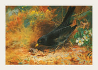 Merel door Archibald Thorburn-5