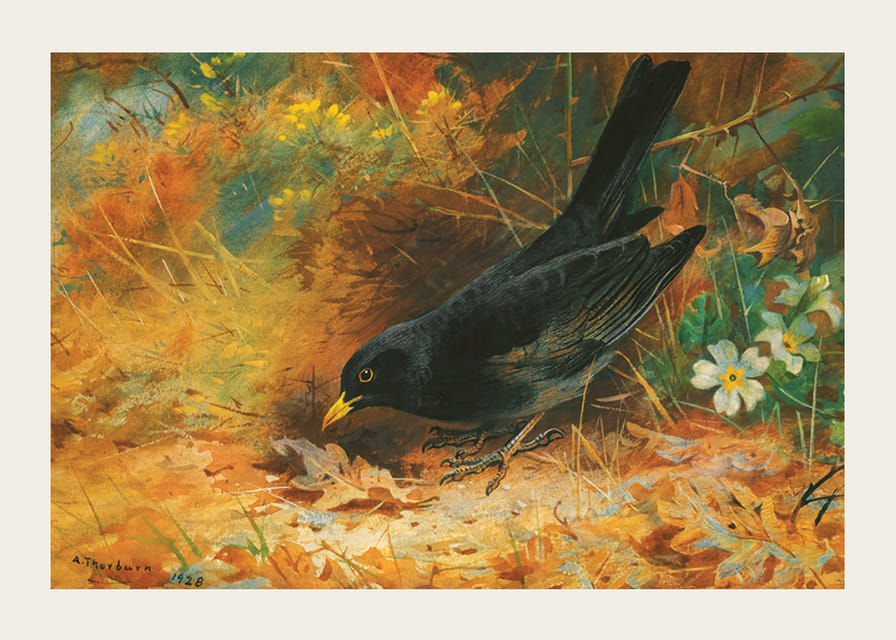 Merel door Archibald Thorburn-12