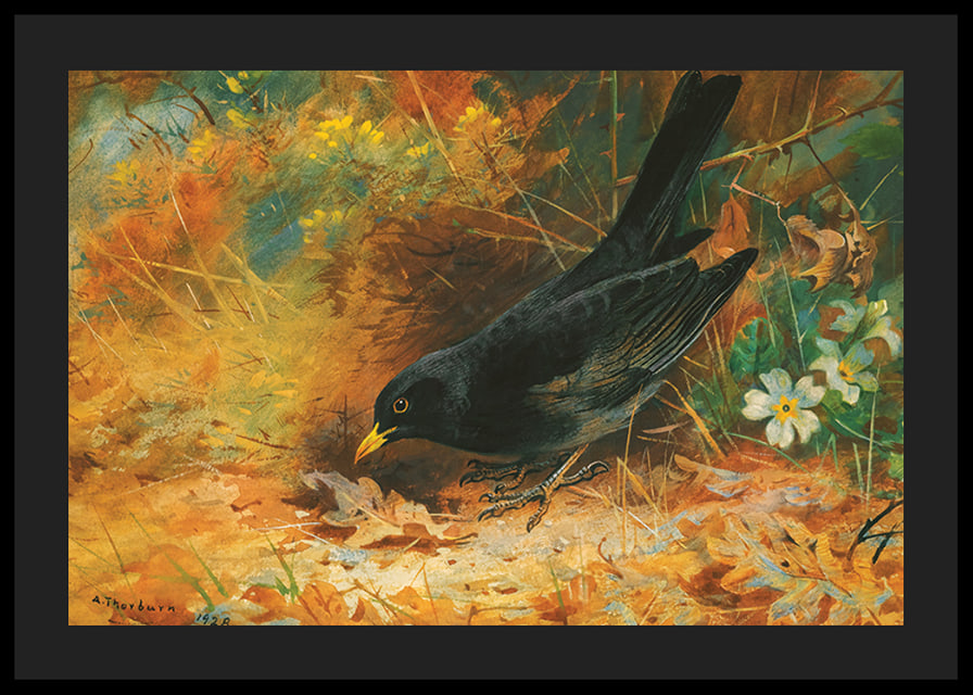 Blackbird By Archibald Thorburn-12