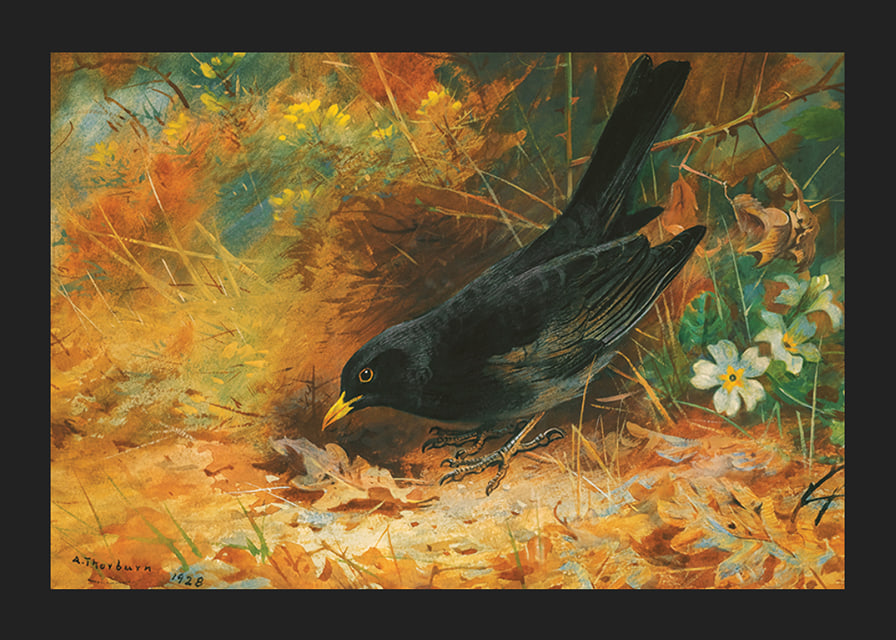 Blackbird By Archibald Thorburn-12