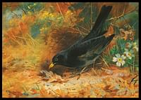 Blackbird De Archibald Thorburn-2