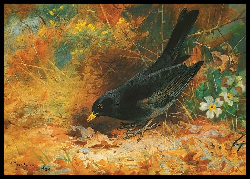 Blackbird De Archibald Thorburn-12