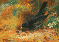 Blackbird By Archibald Thorburn-9