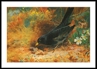 Blackbird By Archibald Thorburn-2