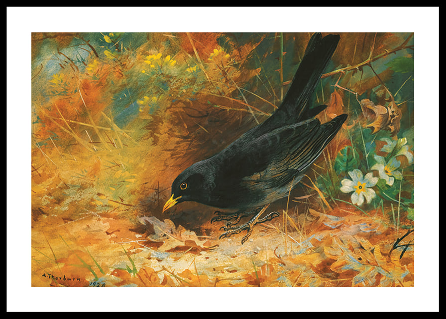 Blackbird By Archibald Thorburn-12