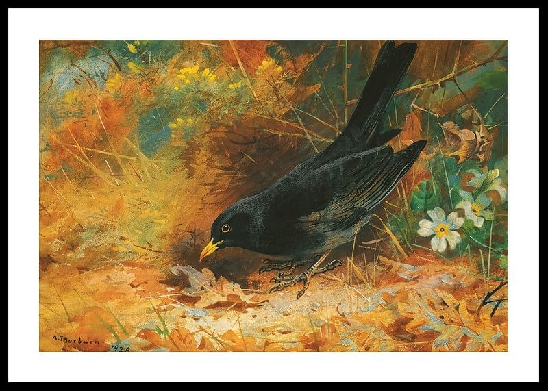 Blackbird De Archibald Thorburn-12