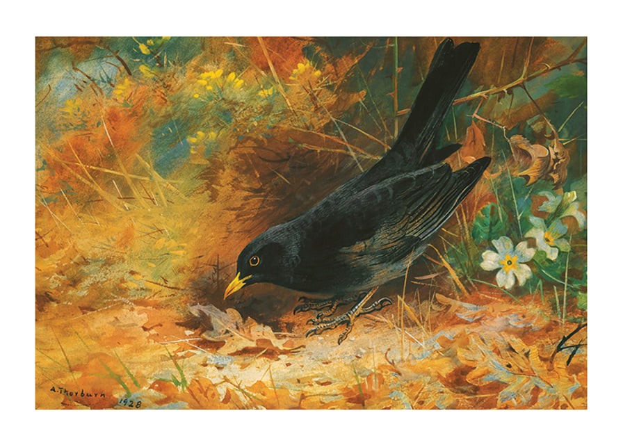 Blackbird By Archibald Thorburn-12