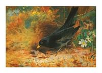 Blackbird De Archibald Thorburn-1