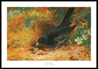 Blackbird By Archibald Thorburn-0