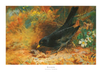 Blackbird By Archibald Thorburn-1