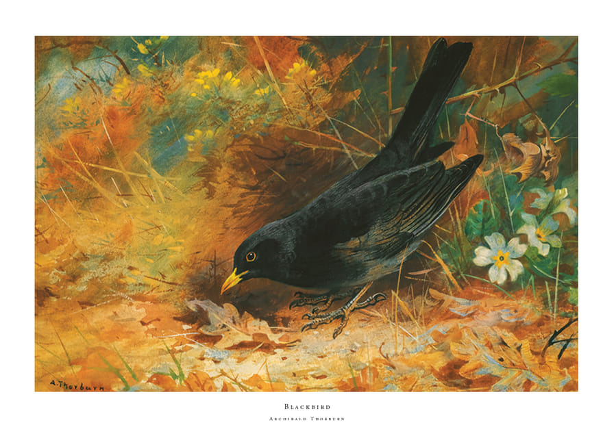 Blackbird By Archibald Thorburn-12
