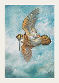 Chytený v Blizzarde, Woodcock Archibald Thorburn-5