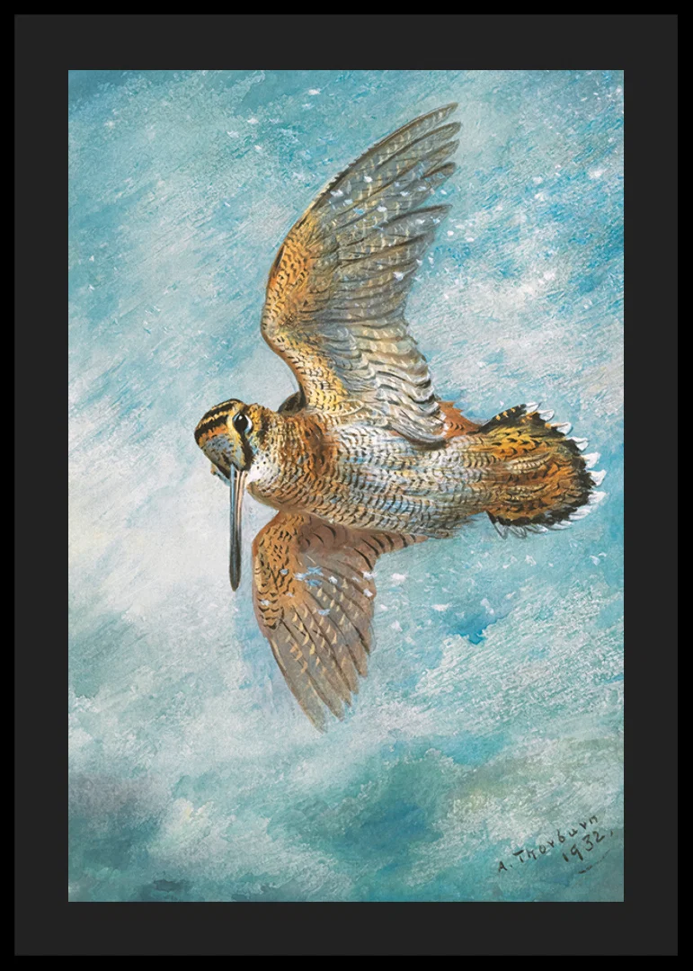 Caught In A Blizzard, Woodcock By Archibald Thorburn-12