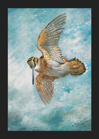 Chytený v Blizzarde, Woodcock Archibald Thorburn-7