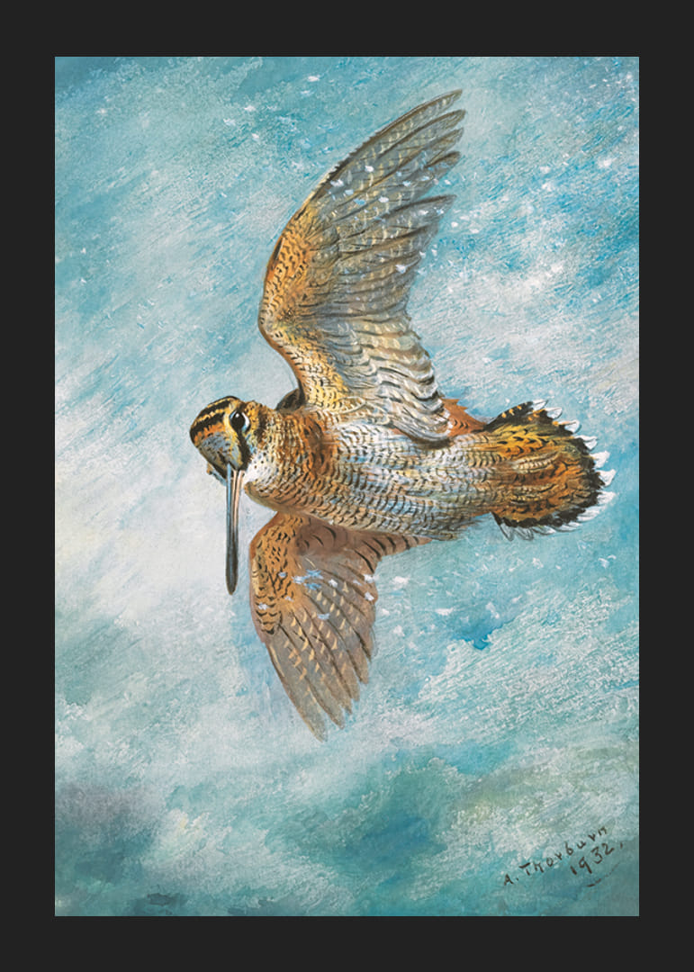 Chytený v Blizzarde, Woodcock Archibald Thorburn-12