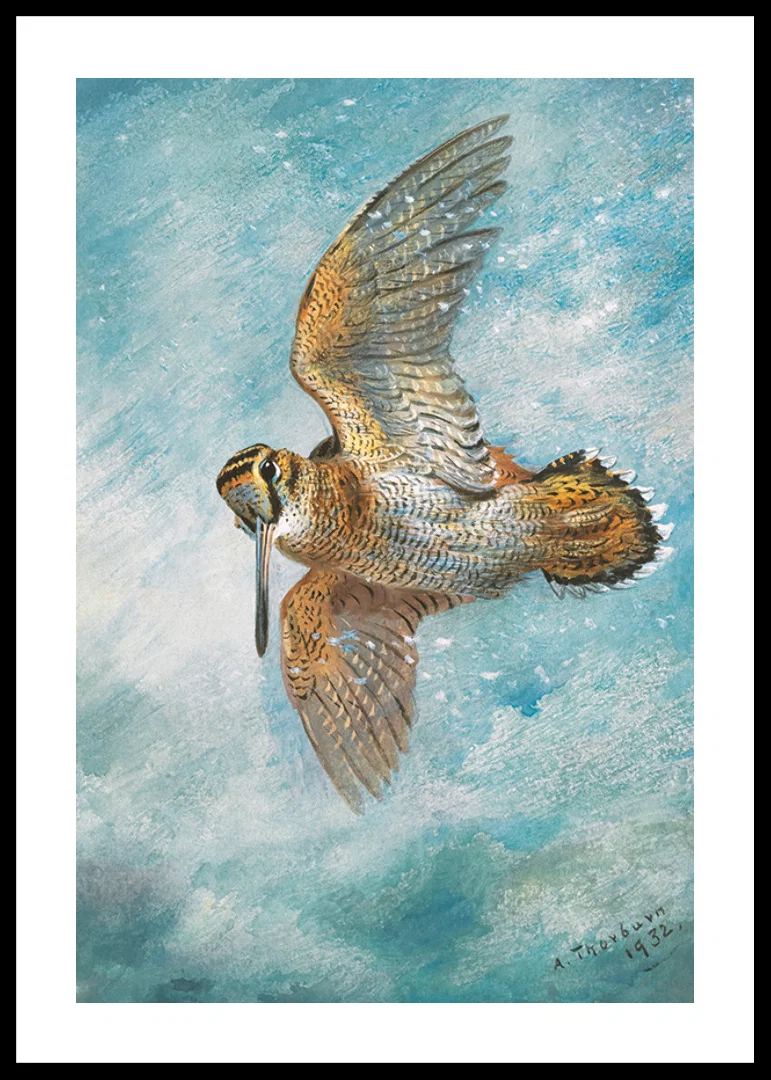 Caught In A Blizzard, Woodcock By Archibald Thorburn-12