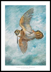 Caught In A Blizzard, Woodcock By Archibald Thorburn-0