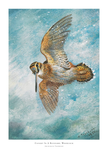 Poster Caught In A Blizzard Woodcock By Archibald Thorburn