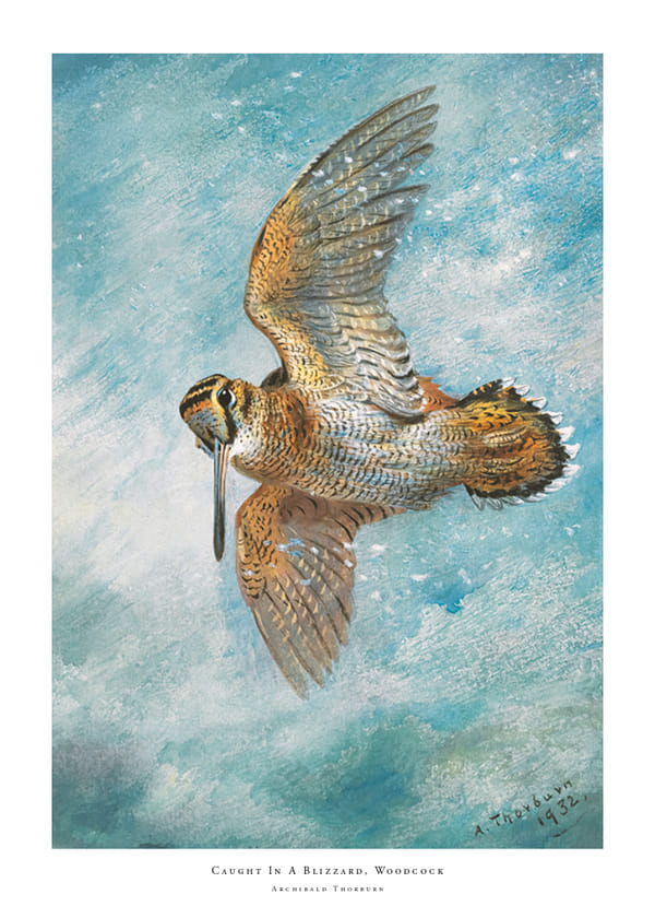 Plakatas Caught In A Blizzard Woodcock By Archibald Thorburn