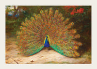 Páv a motýľ páv od Archibalda Thorburna-5