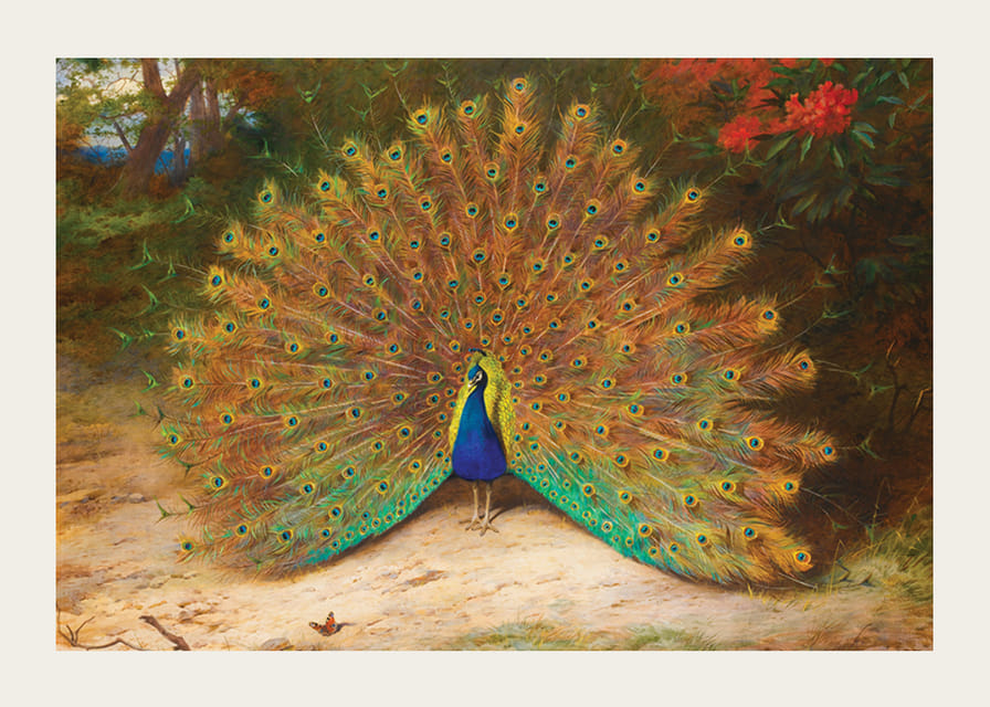 Páv a motýľ páv od Archibalda Thorburna-12