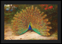 Páv a motýľ páv od Archibalda Thorburna-6