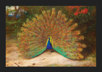 Páv a motýľ páv od Archibalda Thorburna-7