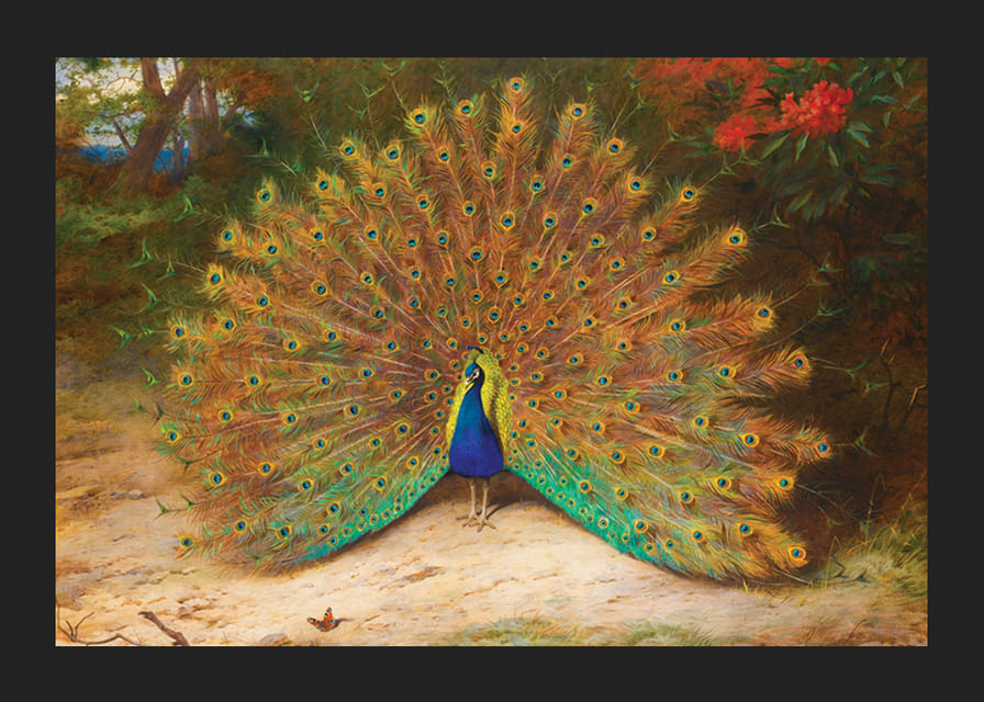 Páv a motýľ páv od Archibalda Thorburna-12