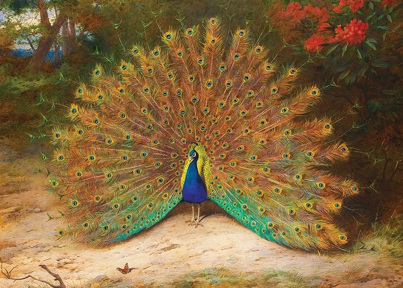 Paon et papillon de nuit par Archibald Thorburn-12